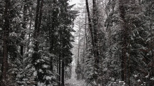Die Schneebedeckten Bäume Einem Wald Während Des Schneefalls Tag — Stockfoto