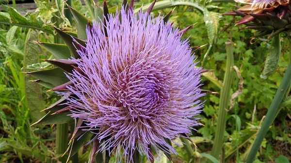 Una Flor Púrpura Llamada Cardos Paja Rodeada Hojas Verdes —  Fotos de Stock