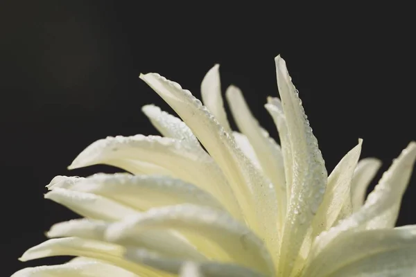 Primo Piano Fiore Bianco Bagnato Con Uno Sfondo Sfocato — Foto Stock