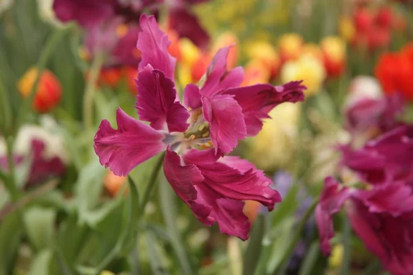 Een Close Shot Van Prachtige Paars Bladige Iris Bloemen Een — Stockfoto