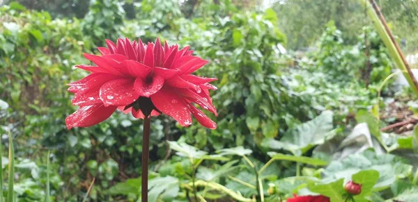 Bahçede Güzel Pembe Bir Çiçek — Stok fotoğraf