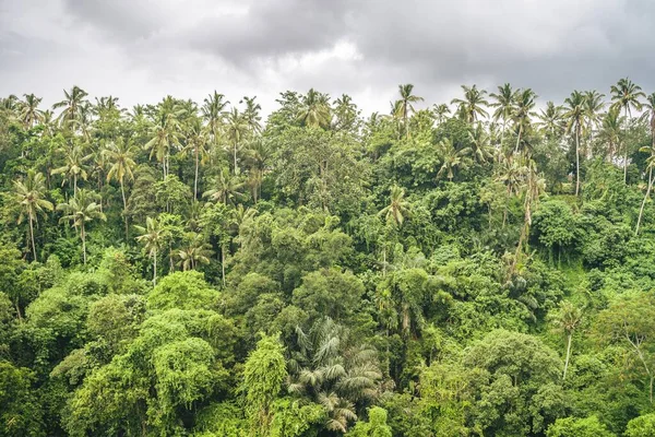 Panoramiczny Strzał Bujnych Tropikalnych Drzew Leśnych — Zdjęcie stockowe
