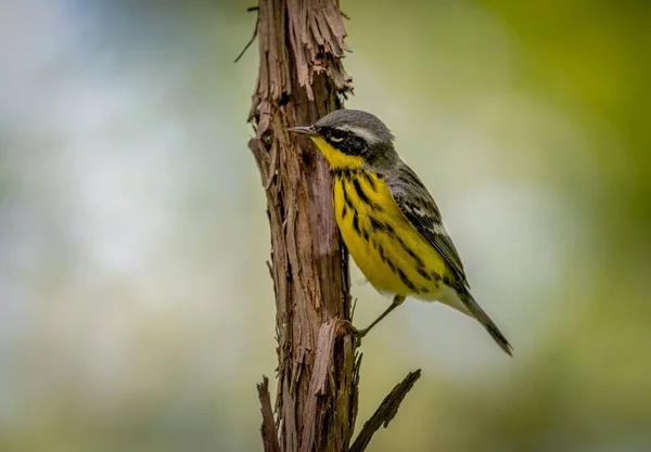 Magnolia Warbler Zestrzelona Promenady Podczas Wiosennej Migracji Magee Marsh Wildlife — Zdjęcie stockowe