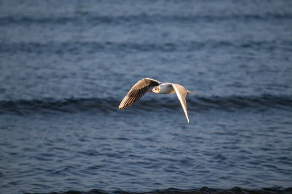 Eine Große Möwe Fliegt Tagsüber Über Das Meer — Stockfoto