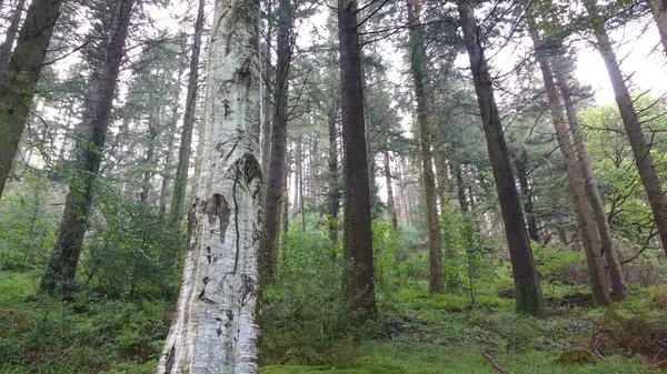 Eine Flache Aufnahme Des Waldes Mit Grasbedecktem Boden Einem Bewölkten — Stockfoto