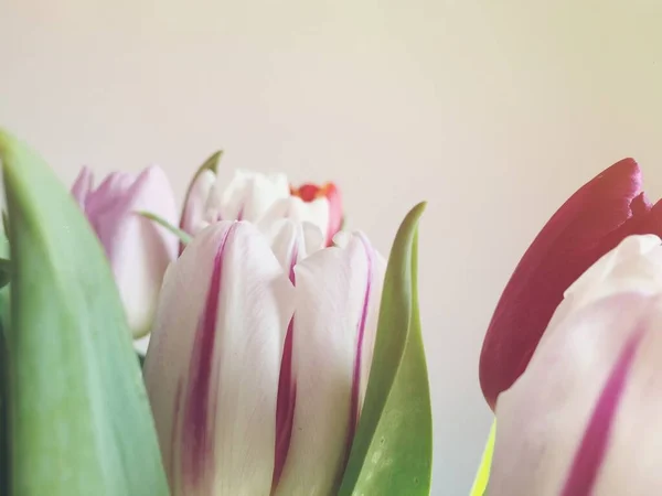 Ένα Κοντινό Πλάνο Λευκά Και Ροζ Λουλούδια Ένα Δίπλα Στο — Φωτογραφία Αρχείου