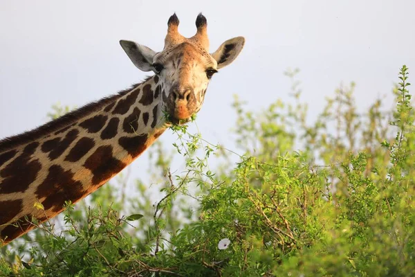 Egy Aranyos Massai Zsiráf Tsavo East Nemzeti Parkban Kenyában Afrikában — Stock Fotó