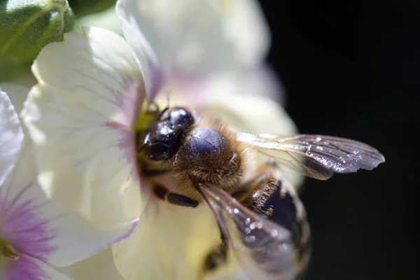 Plan Rapproché Une Abeille Assise Sur Une Fleur — Photo