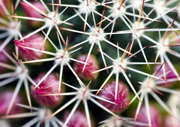 Primer Plano Cactus Con Agujas Durante Día —  Fotos de Stock