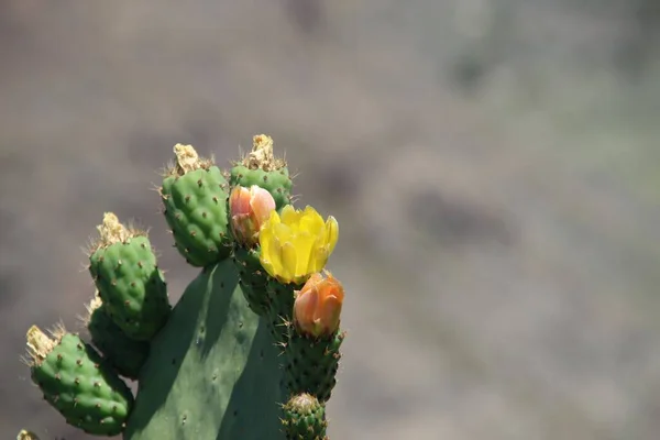 Selektywne Ujęcie Kwitnącego Kaktusa Rozmytym Tłem — Zdjęcie stockowe