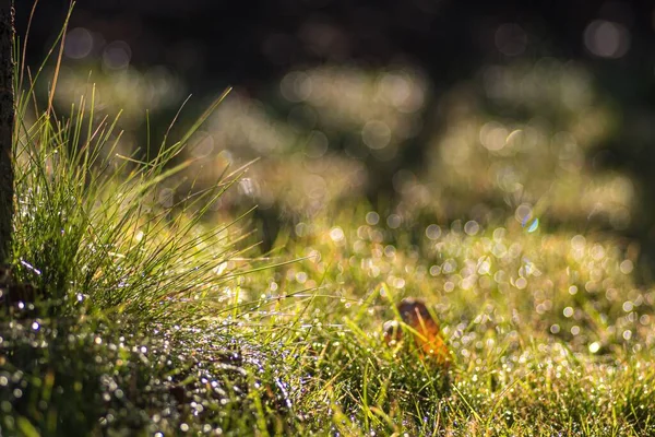 Selective Focus Shot Grasses Ground Blurred Background — Stock Photo, Image