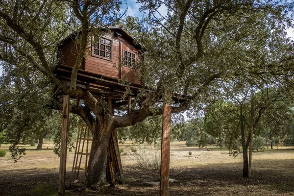 Plano Ángulo Bajo Una Casa Madera Con Ventanas Medio Bosque —  Fotos de Stock