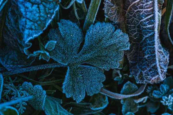 Fotografie Selectivă Frunze Înghețate Parcul Maksimir Din Zagreb Croația Timpul — Fotografie, imagine de stoc