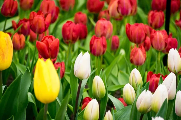 Beau Cliché Des Tulipes Colorées Sur Terrain Par Une Journée — Photo