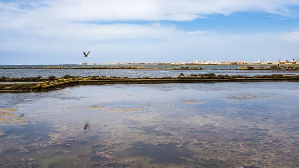 Une Mouette Survolant Saline Avec Trapani Skyline Arrière Plan Sicile — Photo