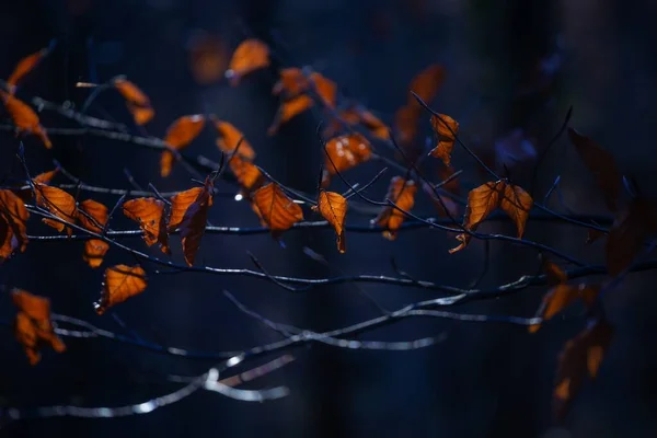 Selective Focus Shot Brown Leaves Tree Branch Maksimir Park Zagreb — Stock Photo, Image