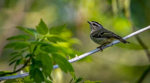 Kinglet Zlatou Korunou Sestřelil Boardwalk Během Jarní Migrace Magee Marsh — Stock fotografie