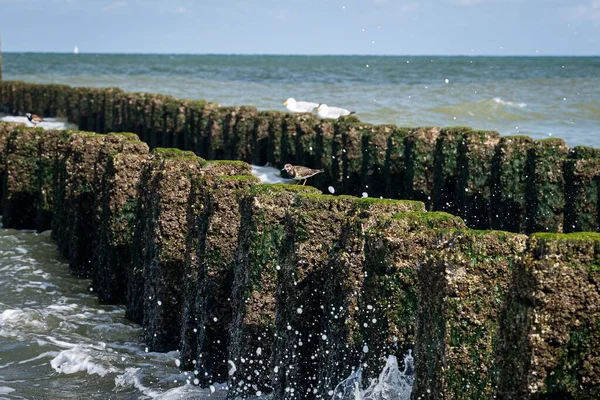 在波涛汹涌的大海中拍摄到的带有苔藓的岩石的特写镜头 完美的背景 — 图库照片