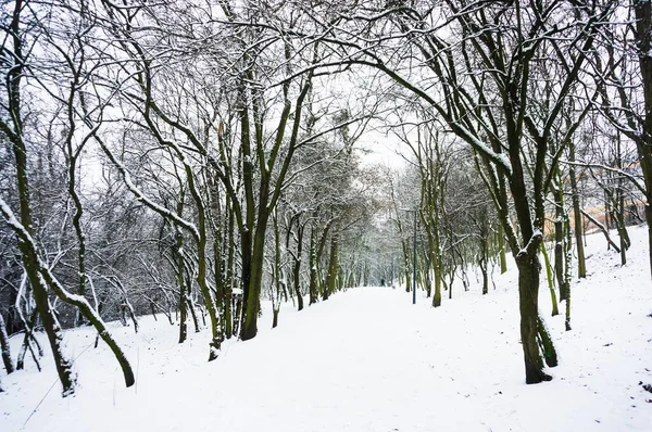 Beautiful Shot Snowy Forest Full Naked Trees — Stock Photo, Image