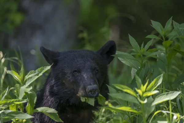 Close Urso Negro Comendo Folhas Sob Luz Solar Com Fundo — Fotografia de Stock