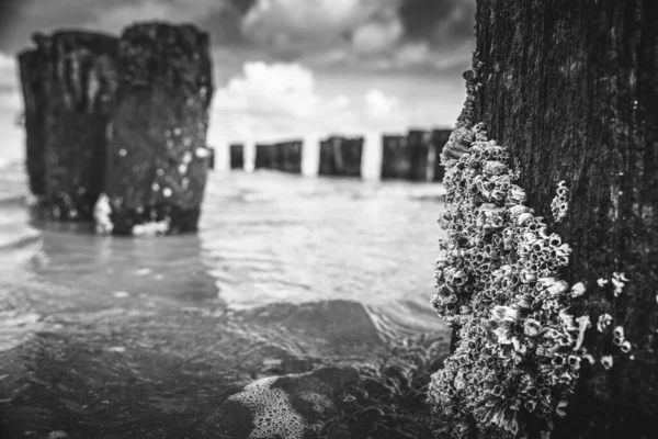 Dalgalı Denize Doğru Giden Yosunlu Ağaçların Gri Tonda Yakın Plan — Stok fotoğraf