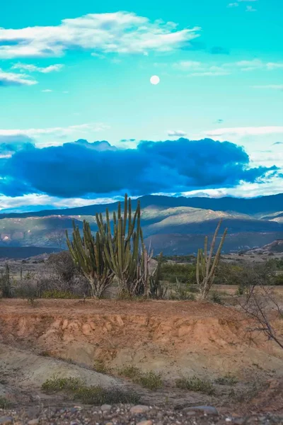 Vertical Shot Cactus Plant Deserted Land Mountains Visible White Moon — Stock Photo, Image