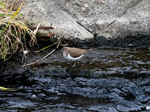 Beau Cliché Oiseau Bécasseau Commun Près Rivière Sakai Dans Une — Photo