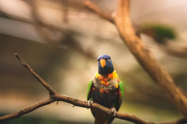 Közelkép Szelektív Fókusz Felvétel Egy Trópusi Papagáj Egy Faágon Néz — Stock Fotó