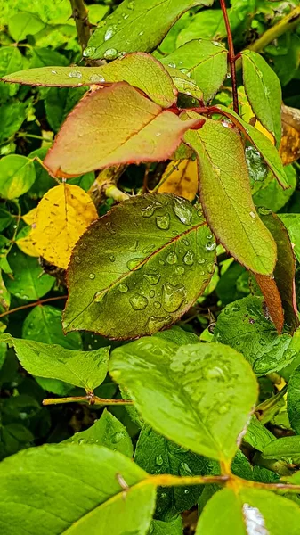 Een Verticaal Close Shot Van Een Verse Groene Plant Met — Stockfoto