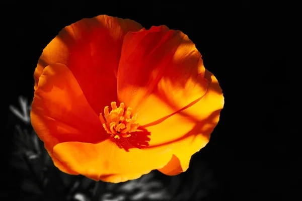 Uma Fotografia Acento Cor Uma Flor Laranja Contra Fundo Escuro — Fotografia de Stock