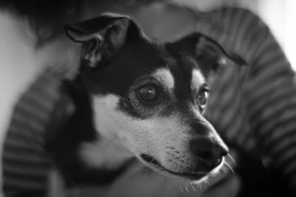 Detailní Snímek Stupních Šedi Roztomilé Černobílé Psa — Stock fotografie
