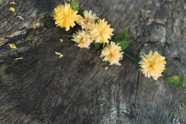 Belas Flores Amarelas Primavera Fundo Tronco Árvore Rústica — Fotografia de Stock