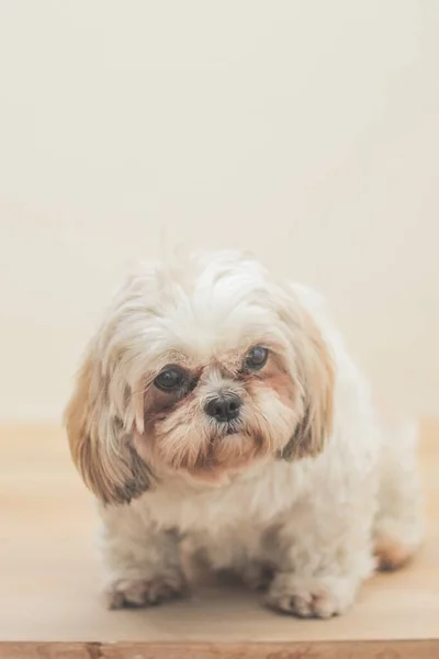 Perro Marrón Claro Raza Mal Shih Delante Una Pared Blanca —  Fotos de Stock