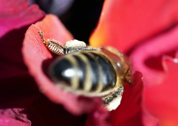 Tiro Close Uma Abelha Sentada Uma Bela Flor — Fotografia de Stock