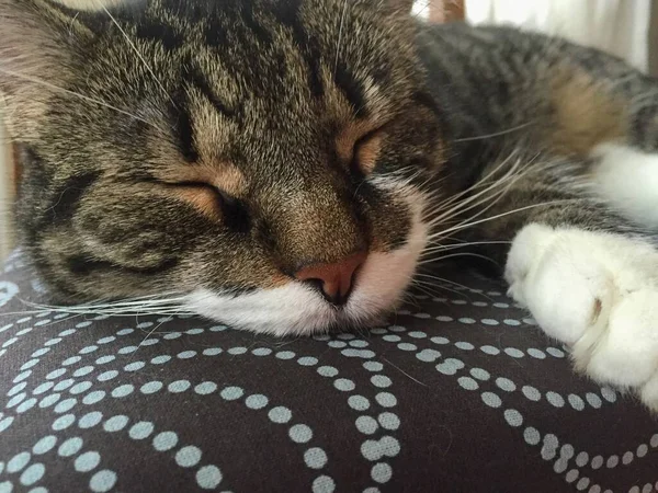 Μια Κοντινή Φωτογραφία Μιας Χαριτωμένης Γάτας Που Κοιμάται Στο Κρεβάτι — Φωτογραφία Αρχείου