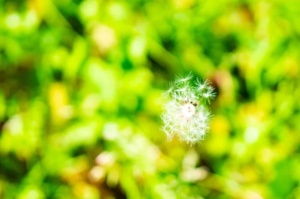 Closeup Shot Dandelion Flower Blurred Background — Stock Photo, Image
