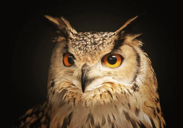 Closeup Shot Beautiful Owl Looking Camera — Stock Photo, Image