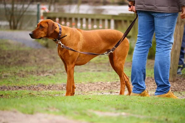 Man Standing Park Vizsla Sunlight Blurry Background — Stock Photo, Image