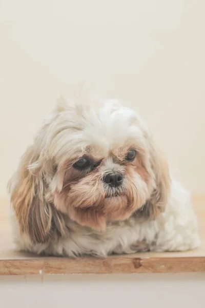 Perro Marrón Claro Raza Mal Shih Delante Una Pared Blanca — Foto de Stock