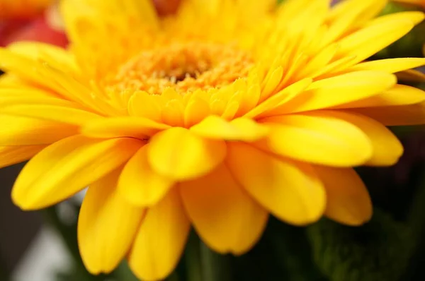 Tiro Close Uma Bela Flor Margarida Africana Pétalas Amarelas — Fotografia de Stock