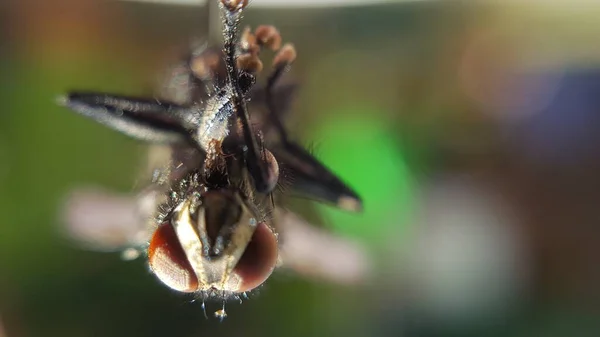 立在地面上的苍蝇的选择性聚焦镜头 — 图库照片
