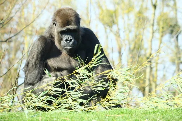 Gorille Noir Debout Devant Les Arbres Entourés Herbe Plantes — Photo