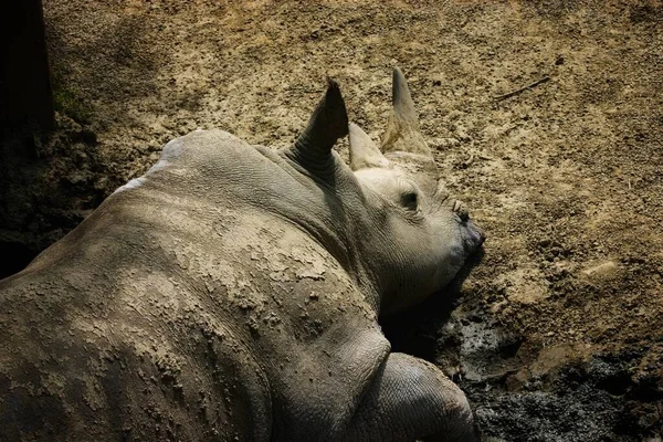 Rhinocéros Paresseux Couché Sur Sol Dans Zoo — Photo