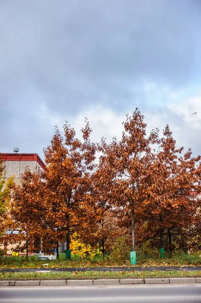 Piękny Park Kolorowymi Jesiennymi Drzewami Suszonymi Liśćmi Pod Zachmurzonym Niebem — Zdjęcie stockowe