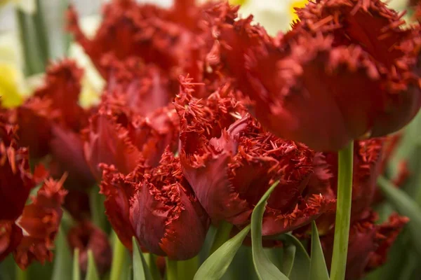 Primer Plano Hermosos Tulipanes Crispa Pétalos Rojos Jardín — Foto de Stock