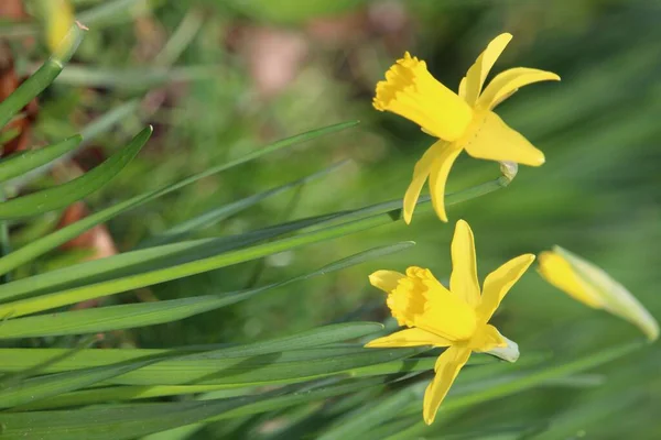 Vertikal Närbild Skott Vackra Gula Narcissus Blommor Suddig Bakgrund — Stockfoto