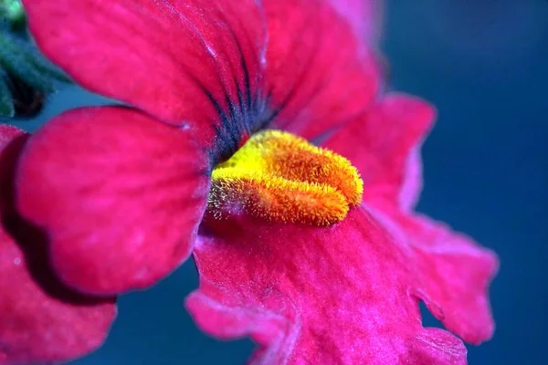 Крупним Планом Знімок Рожевої Красивої Квітки — стокове фото