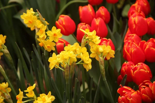 Ένας Κήπος Όμορφες Κόκκινες Τουλίπες Και Λευκά Και Κίτρινα Άνθη — Φωτογραφία Αρχείου