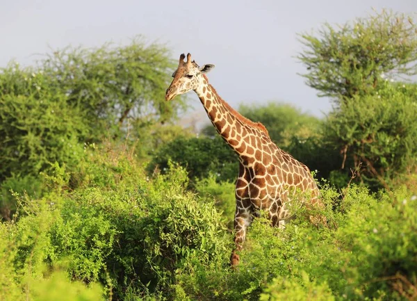 Bonito Massai Girafa Tsavo East National Park Quênia África — Fotografia de Stock