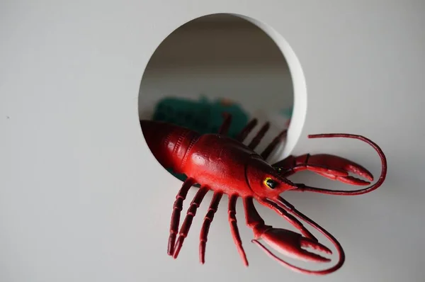 Closeup Shot Lobster Toy Wooden Hole — Stock Photo, Image
